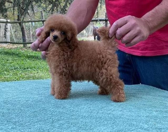 Shiten kelysh red toy poodle