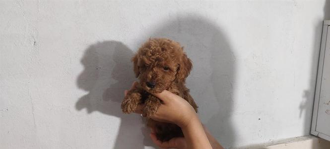 Shiten kelysh Poodle, toy poodle, red, apricot dhe te zi