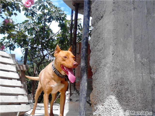 PIT BULL 