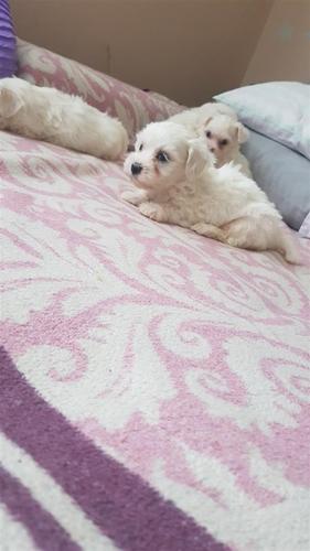 Shiten mini maltese