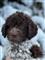 Kelysh lagotto romagnolo, qen tartufi