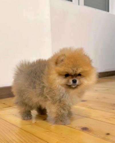 Pomeranian boo