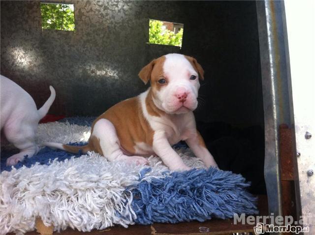 okazion pitbull terrier american 13 000 leke