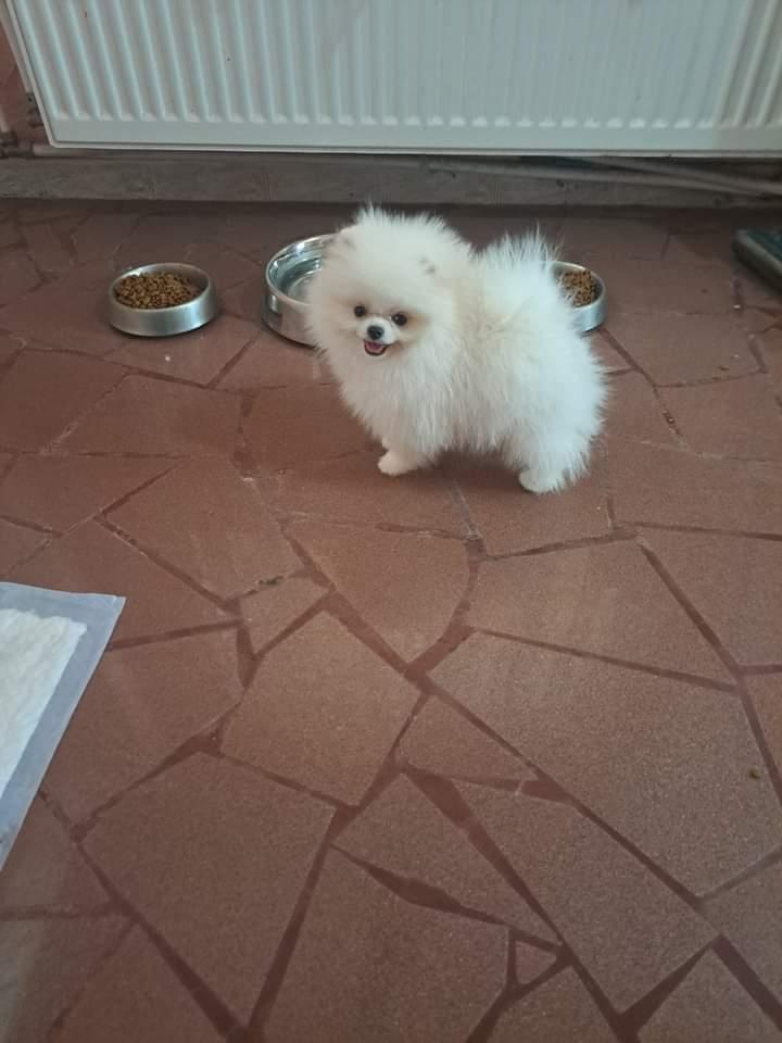 Pomeranian boo shop mini
