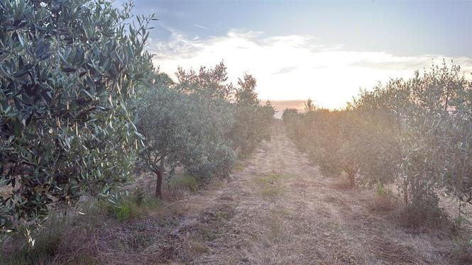 Shitet toke bujqesore prane Parkut Nacional Karavasta ne Div