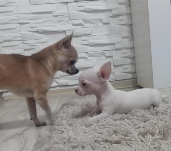 Shiten kelysh chihuahua