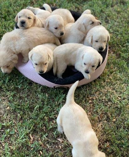 Shiten kelysh labrador