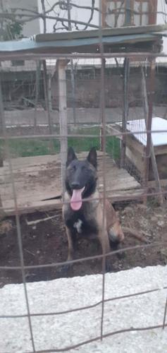Pastor Belg