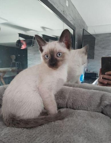 Shiten kotele siamese