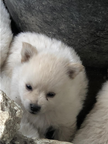 mini spitz pomerian