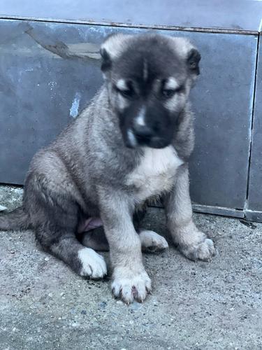 Kelysh kangal