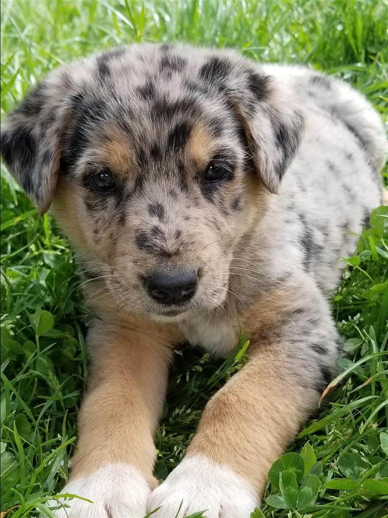 Rottweiler merle Pogradec MerrJep.al