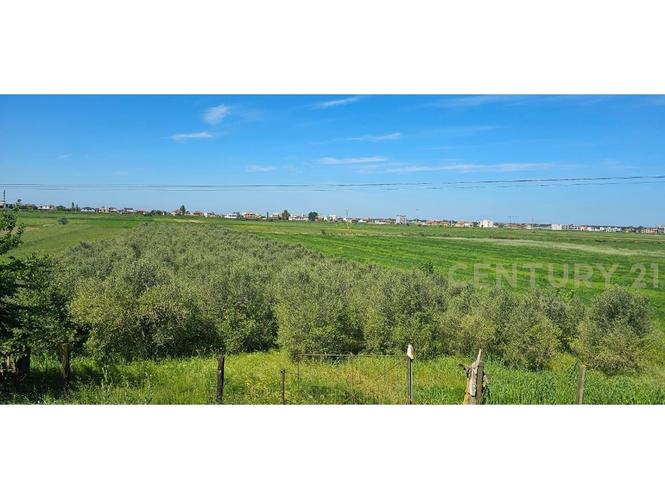 +355682429333 Shitet Tokë – Agonas / Kavajë