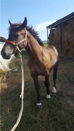 Kal