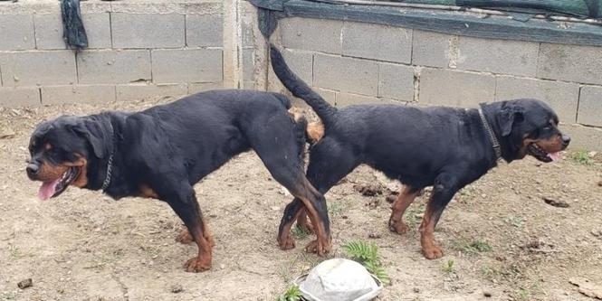 Rottwailer king