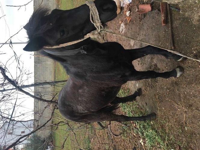 Kali 