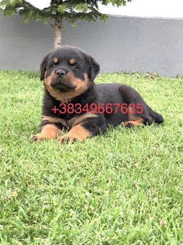 Rottweiler