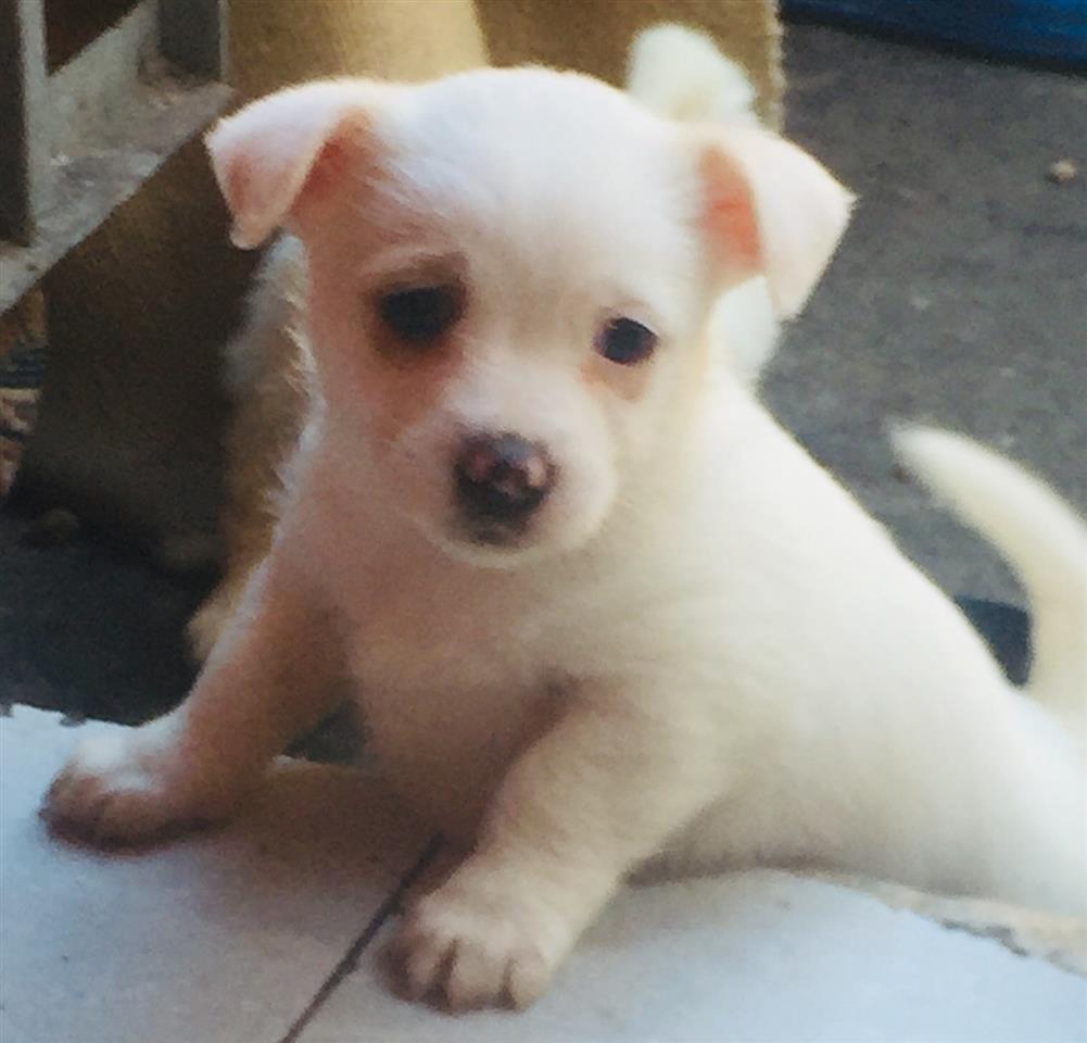 Mini-Malteze-