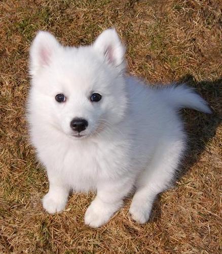 Mini spitz