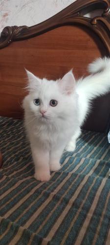 Shiten kotele persiane