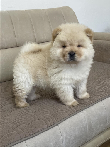 Chow Chow