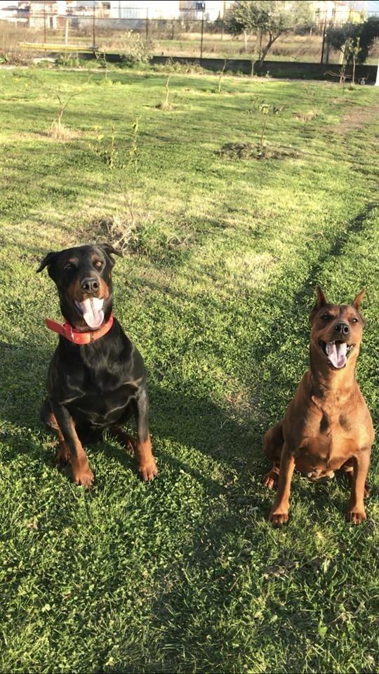 Dobermann