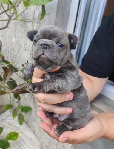 Shiten kelysh blue french bulldog