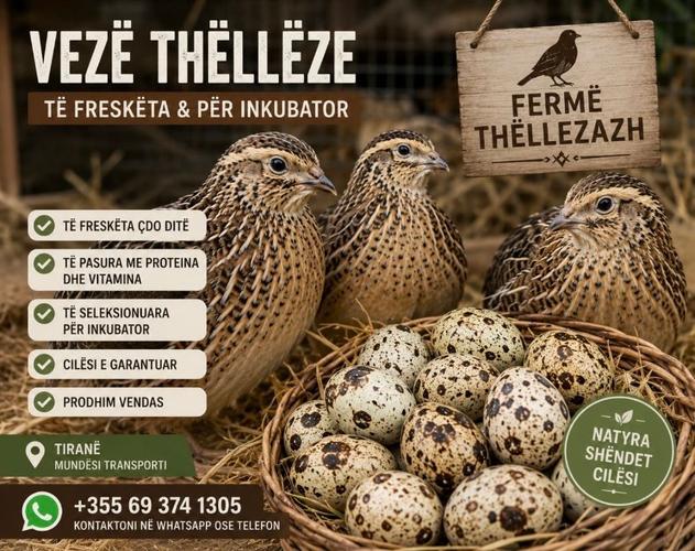 VEZË THËLLËZE BIO