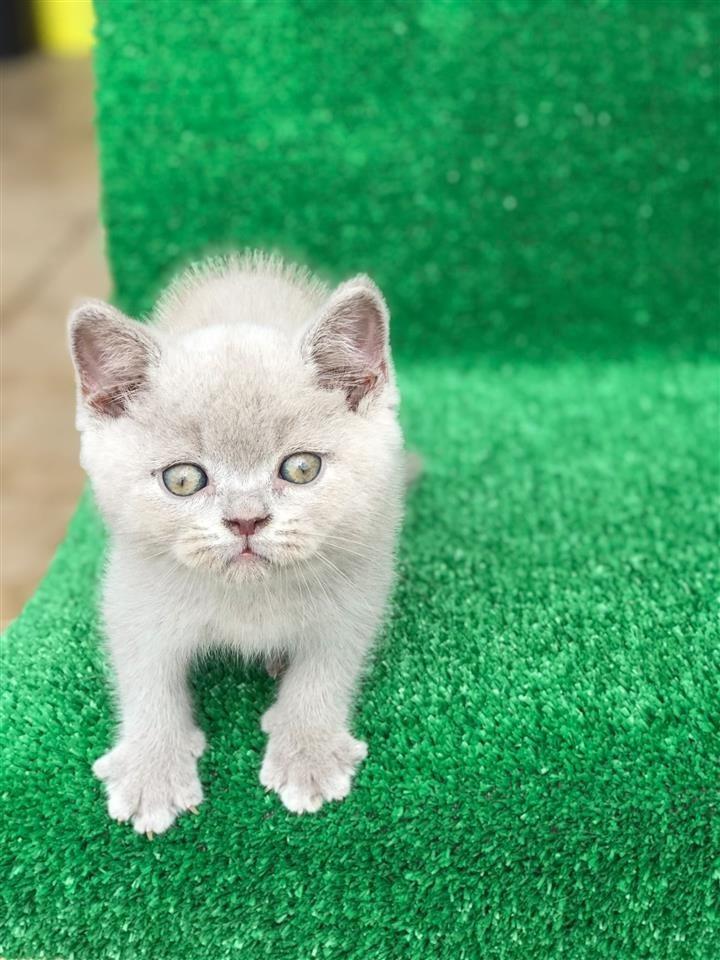 Maca british short hair | Tiranë