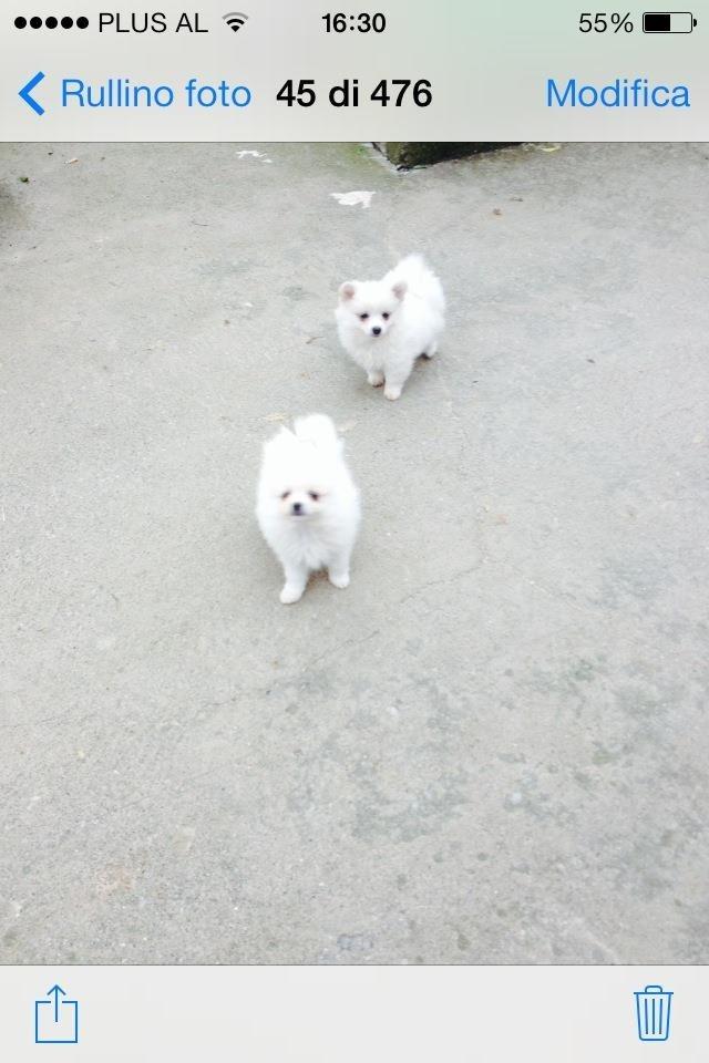Spitz
